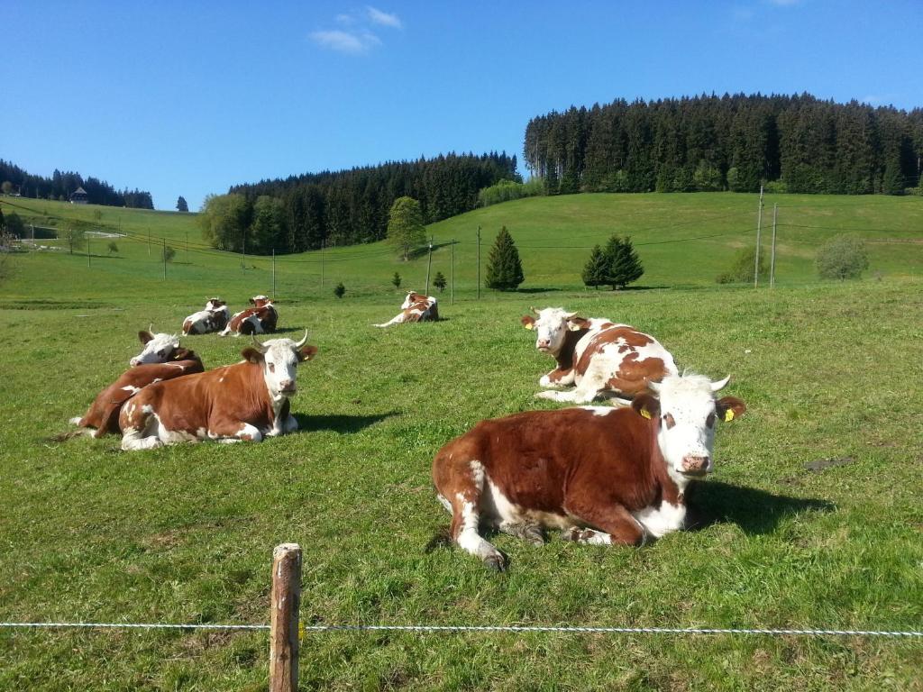 Appartement Rehblick Eisenbach  Luaran gambar